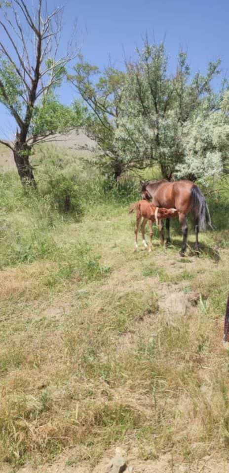 برگزاری اردوی طبیعت‌گردی و کوهنوردی خانوادگی به مناسبت هفته سلامت توسط ورزشکاران هیئت ورزش‌های همگانی نهاوند